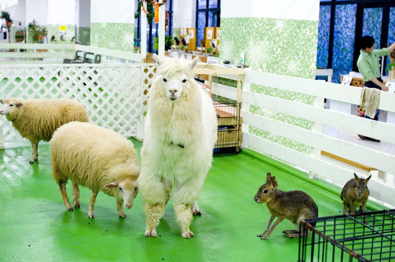 🐾 모프 애니멀 월드 빅 홉 가든 몰 인자이점 이미지 1